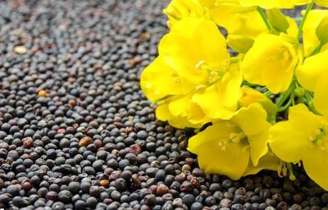 Canola seeds
